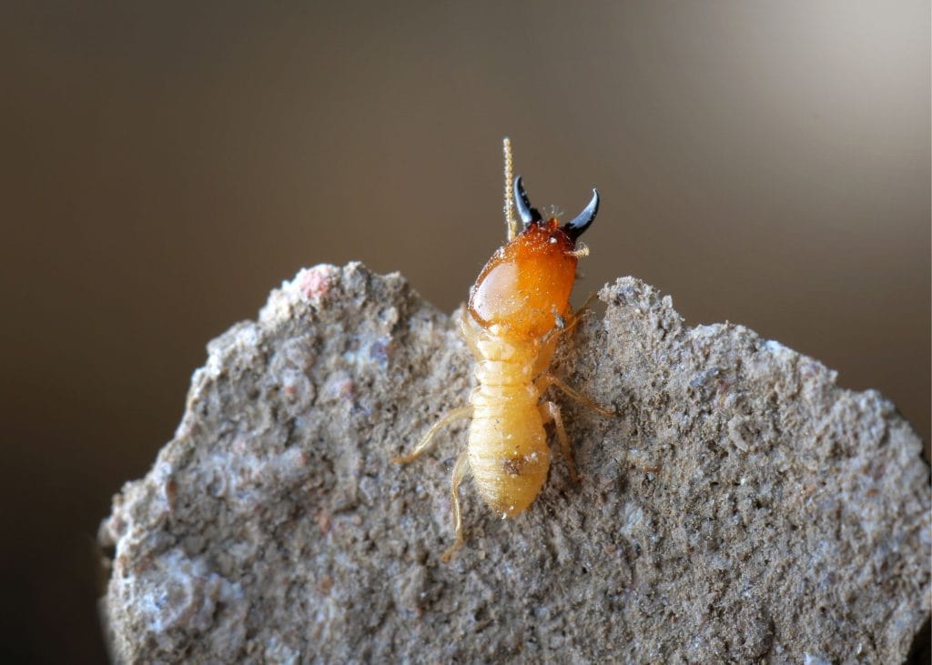 termite treatment tucson