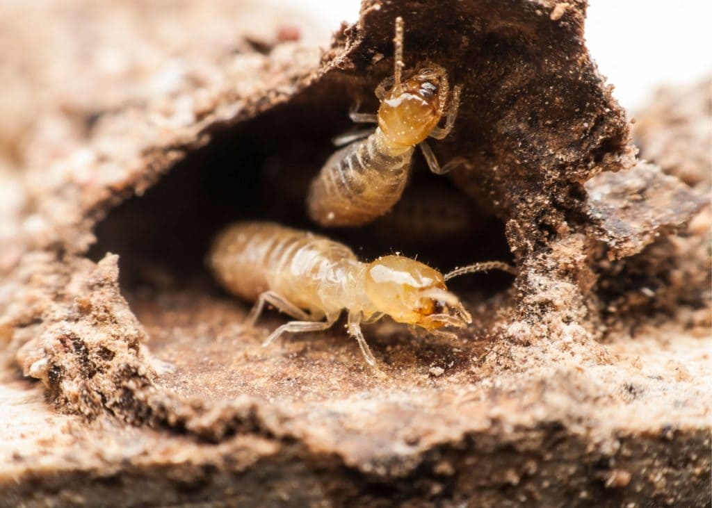 termite pest control tucson