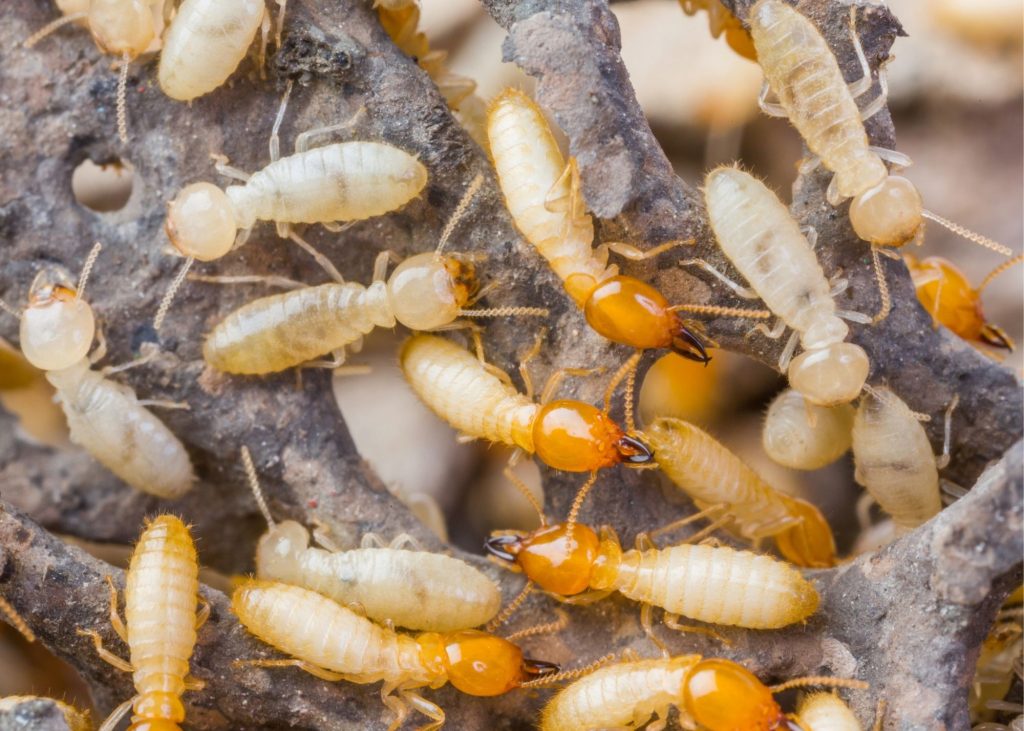 termite home inspection tucson